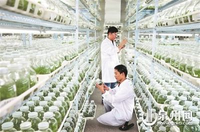晉江 持續創新轉型，在農業科研領域繼續扛旗領跑