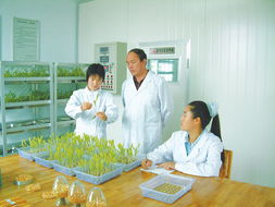 酒泉市 以科技為翼，發展現代農業，繪就產業富民新畫卷